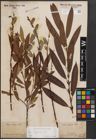 Foto von Salix daphnoides Vill.